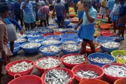 Tamil Nadu Fishermen Report Increase In Number Of Fish In Gulf Of Mannar
