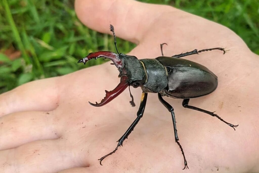 Stag Beetle, The World’s Most Expensive Insect, Costs As Much As a Luxury Car