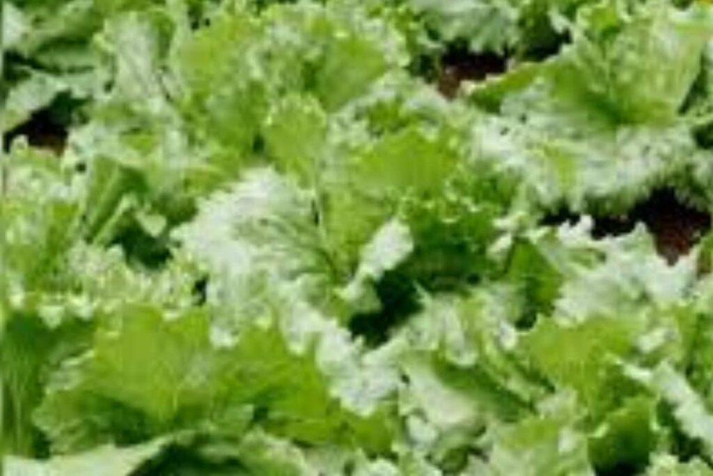 Farmers In Tamil Nadu’s Nilgiris Adopt Iceberg Lettuce Cultivation, Earn Rs 300 Per Kg