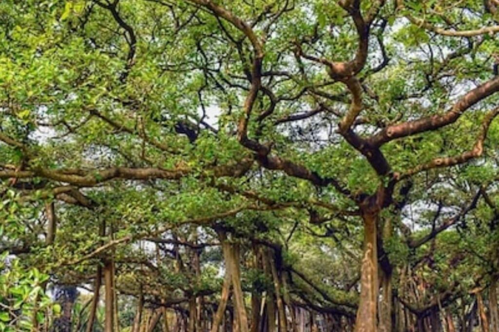 Kolkata's 255-year-old Banyan Tree: A Natural Wonder And Tourist Attraction
