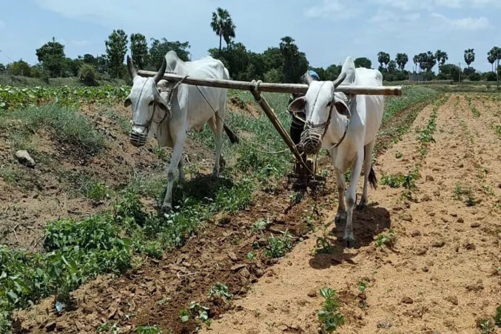 This Telangana Farmer Earns Rs 6,000 A Day Offering Bulls For Ploughing Fields