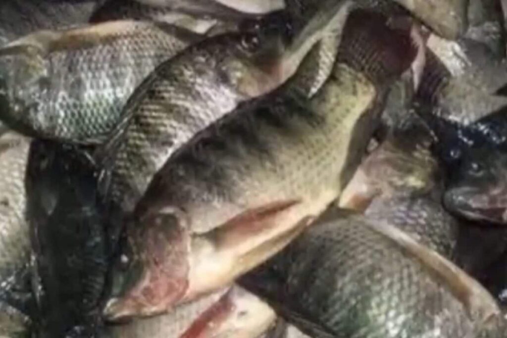 Saltwater Near Tamil Nadu’s Devipattinam Beach Now A Habitat Of Jalebi Fish