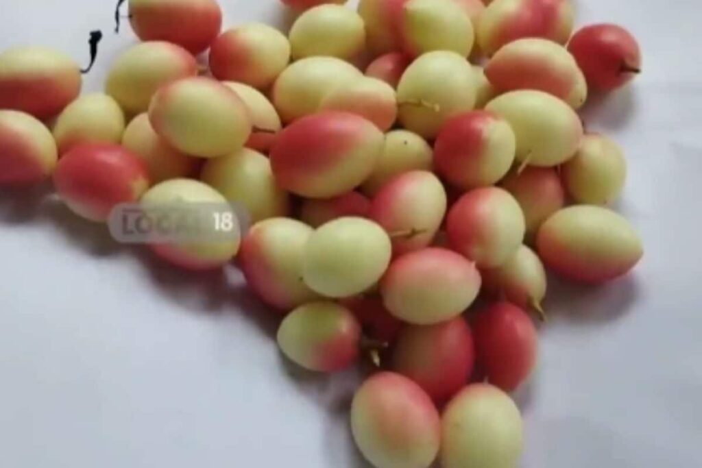 In Telangana’s Adilabad, Karonda Fruit Grown During Monsoon Are Locals’ Favourite