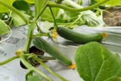 Karnataka Farmer's Unconventional Cultivation Of English Cucumbers Yields Success