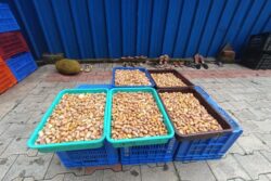 How Jackfruit Seeds Became A Lucrative Business For This Karnataka Man