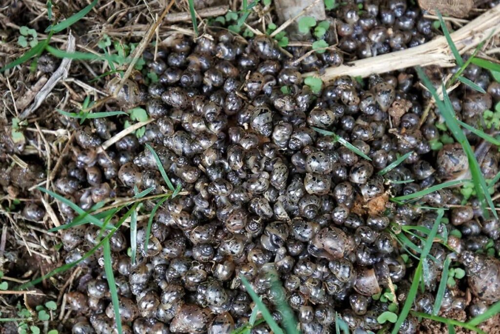 Kottayam Faces Crisis As Giant African Snails Threaten Crops And Public Health