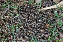 Kottayam Faces Crisis As Giant African Snails Threaten Crops And Public Health