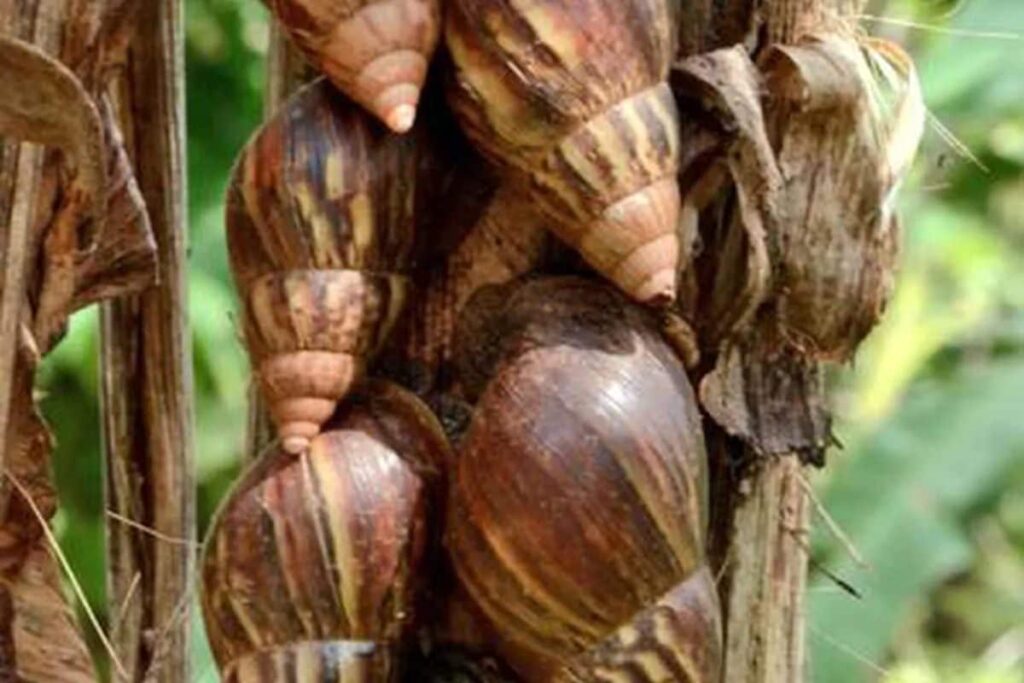 In Kerala's Kottayam, African Snails Are A New Menace For Farmers