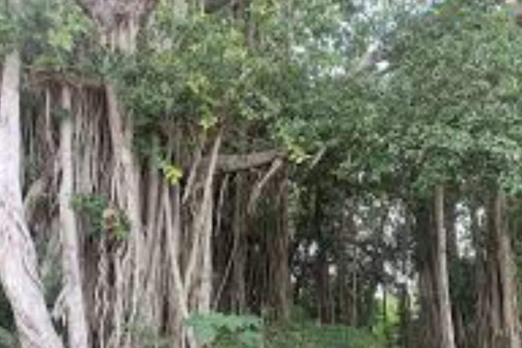 This Famous Banyan Tree In Andhra Pradesh Was Planted by Mahatma Gandhi