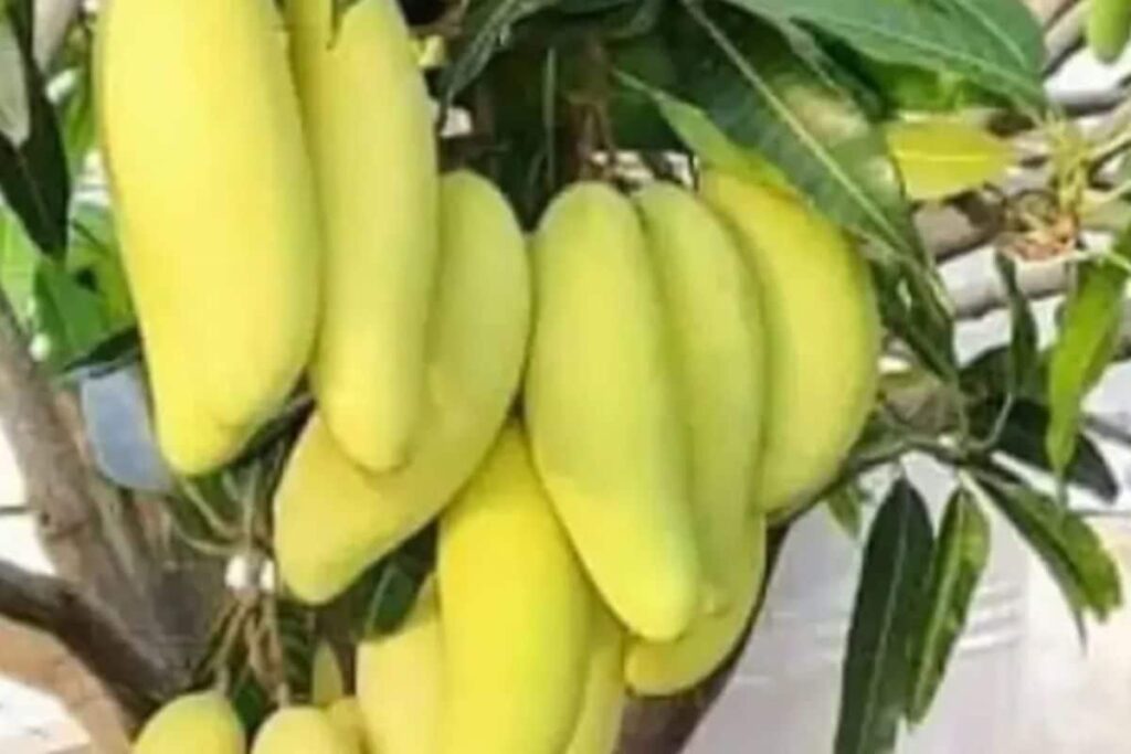 This Fruit, Grown In Bengal's Malda, Resembles Banana But Tastes Like Mango