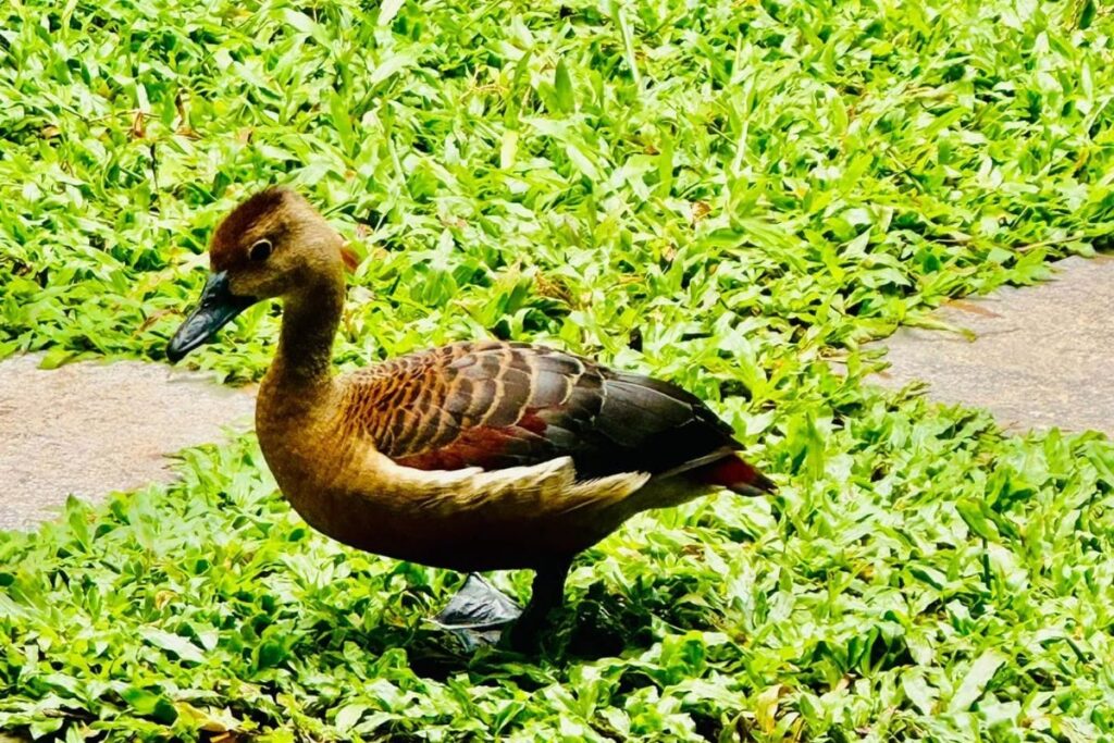 Kollam Man's Green Oasis Attracts Rare Fulvous Whistling Duck Family