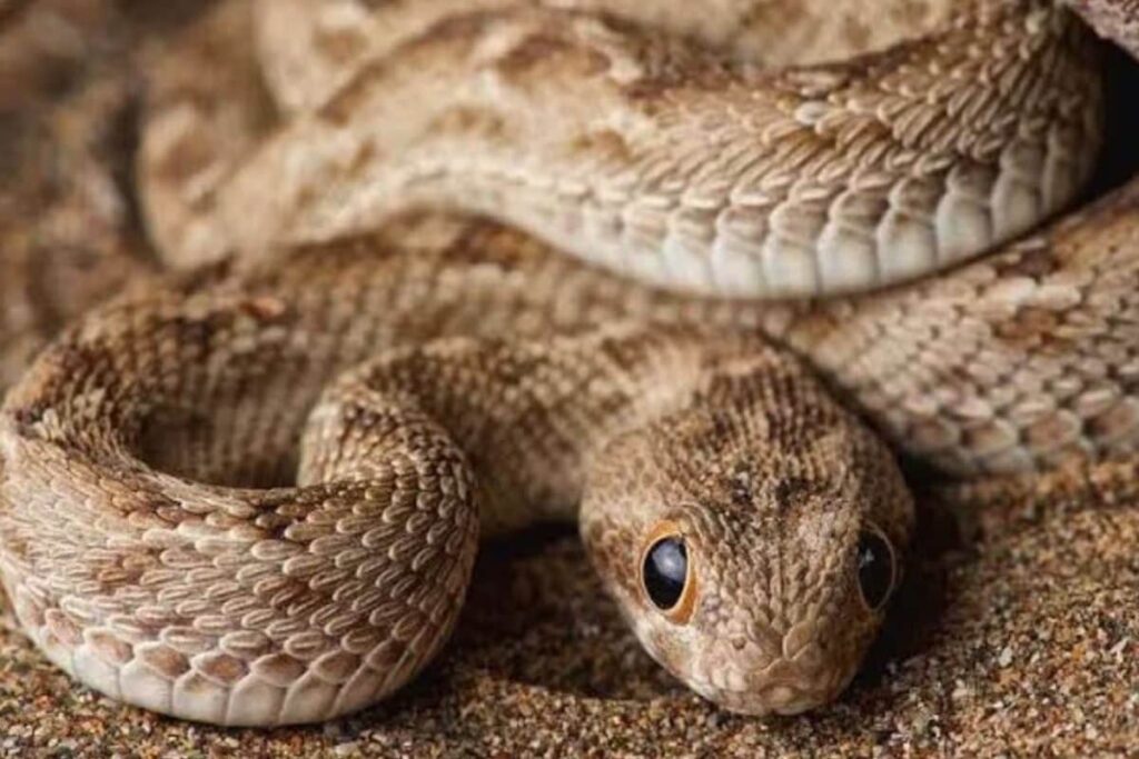 How To Protect Yourself From Snakes This Monsoon