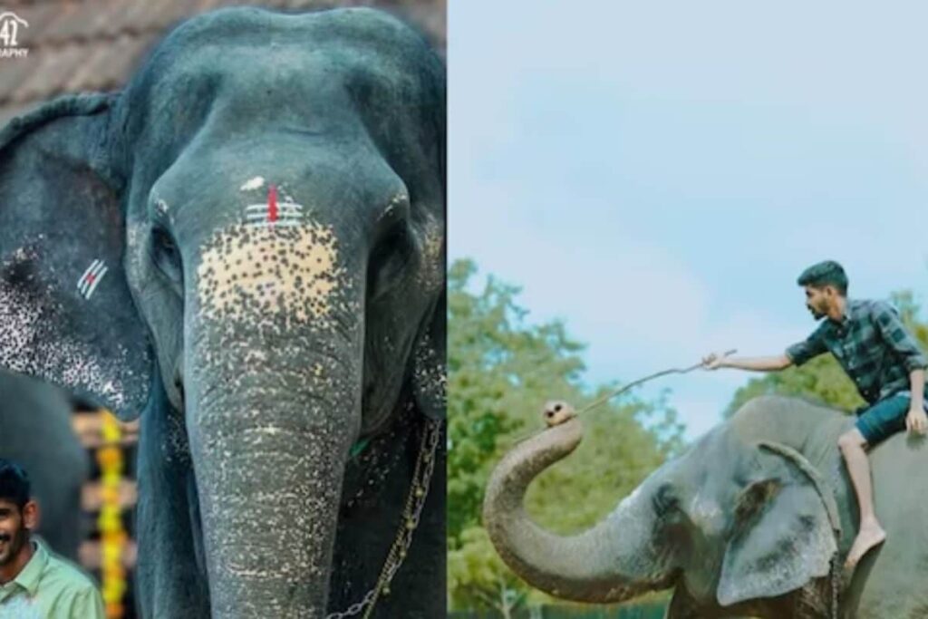 In Kerala's Perumbalam, Elephant Kaveri And Owner Shimil's Evening Walks Attract Tourists
