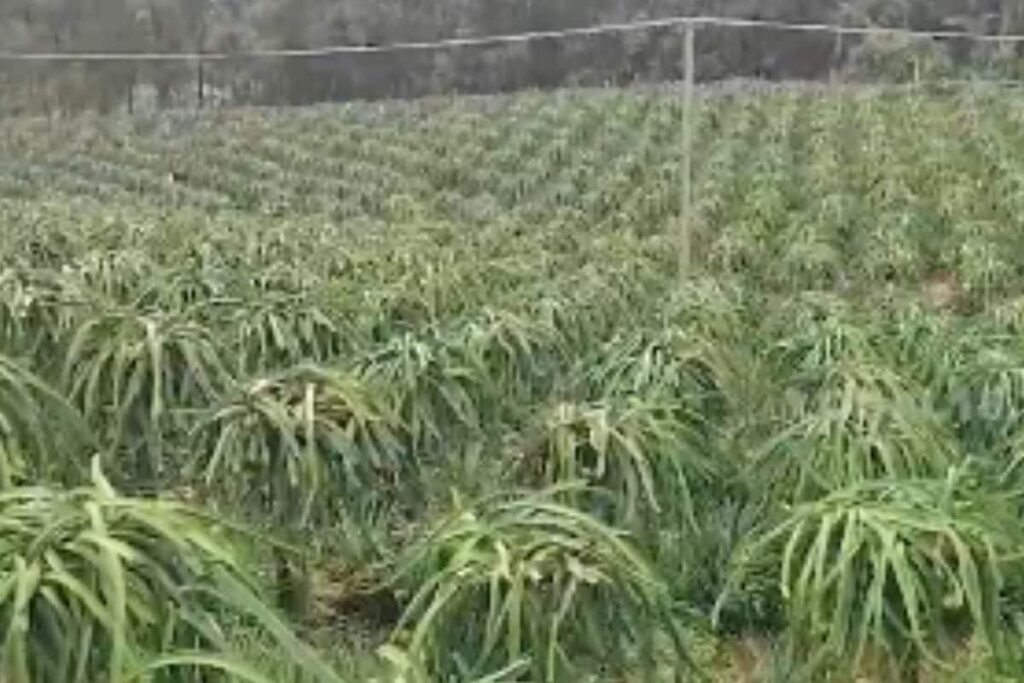 This Kannada Farmer Grows Dragon Fruit In His 4-acre Land. Here's How Much He Earns From It