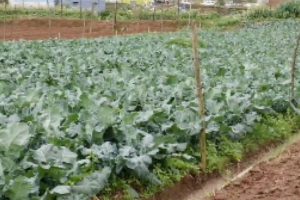 Nilgiris Farmers Cultivate Broccolis, Earn A Profit Of Rs Rs 3 Lakh Per Acre