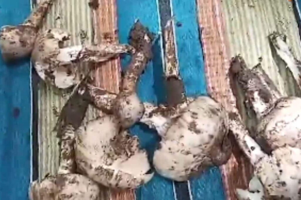 In North Karnataka, Locals Follow These Special Rules While Plucking Mushrooms