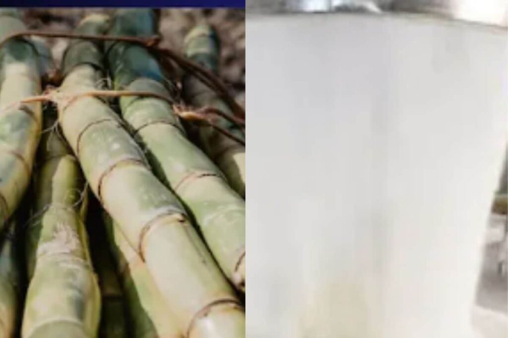 Mandya's Mysugar Factory Crushing Operations Begins. Aims To Mill 2.5 Lakh Tonnes Sugarcane
