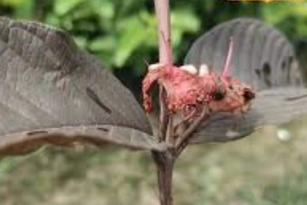 Why Red Thailand Guava Is In Demand In Bengal's Paschim Bardhaman