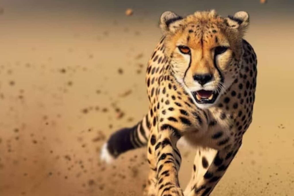 In Telangana, Cheetah Strays Into A Village. Injures Goats And Calves