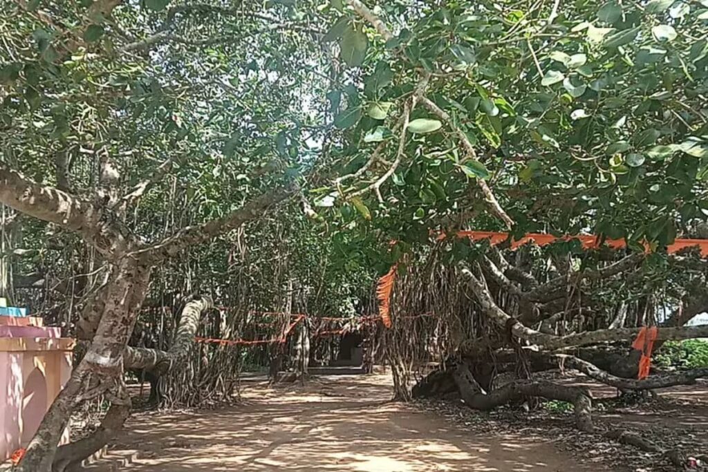 Celebrating A Century-old Banyan Tree In Karnataka: A Hub For Festivals And Devotion