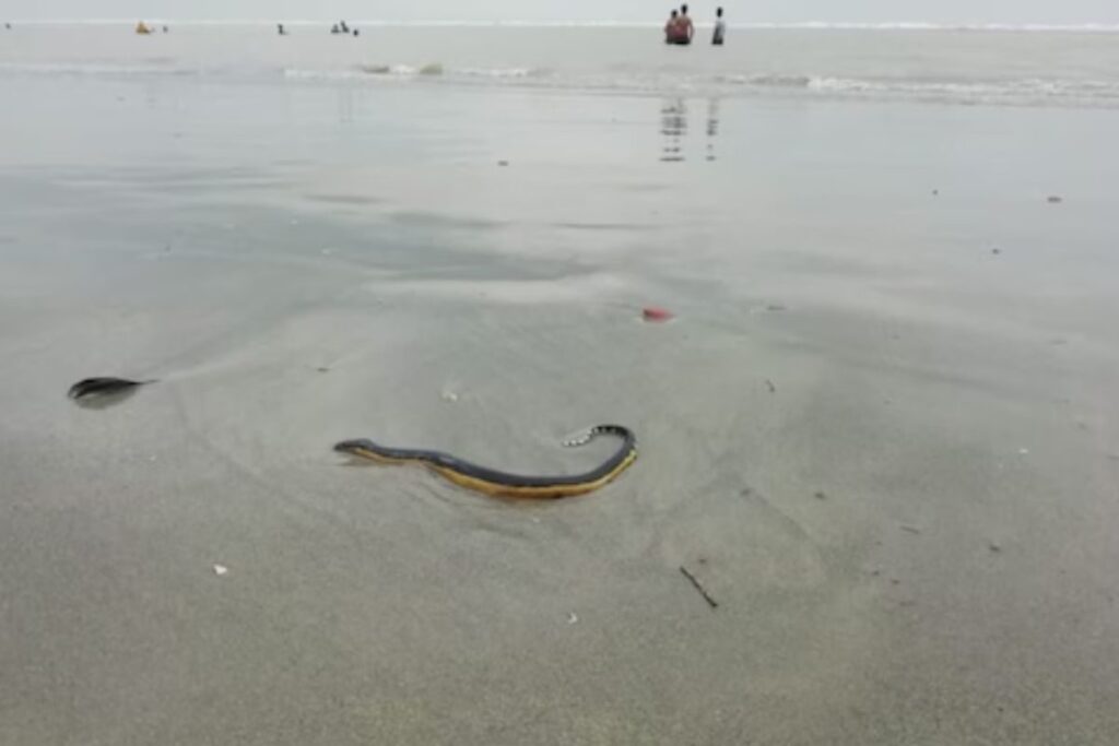 In Bengal's Bakkhali Beach, Tourists Scared After Spotting Yellow-bellied Sea Snake