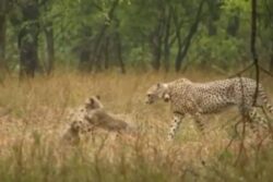 Cheetah Gamini Enjoys Rain With Her Cubs At Kuno National Park, Adorable Video Goes Viral