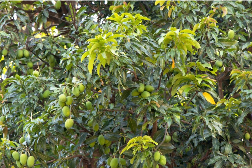 Project One Tree: Peepal To Banyan, Indian Trees That Produce the Most Oxygen