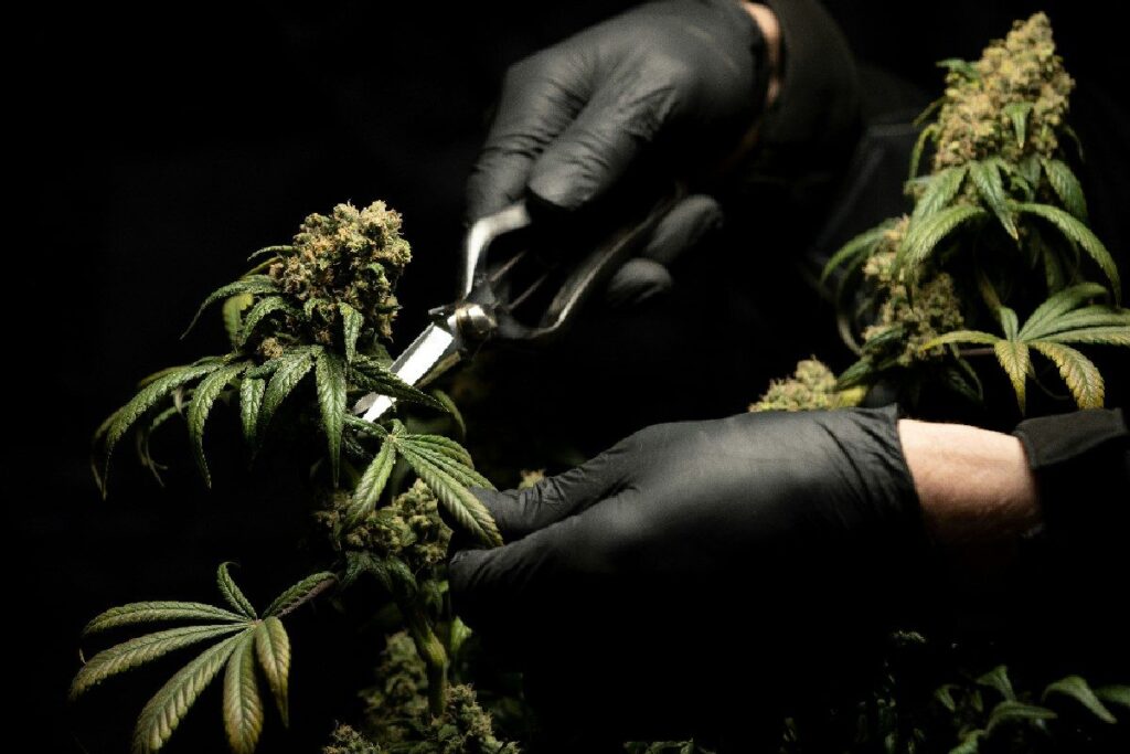 DRI Seizes High Quality Ganja Worth Rs 5 Crore at Mumbai Airport, Arrests Passenger