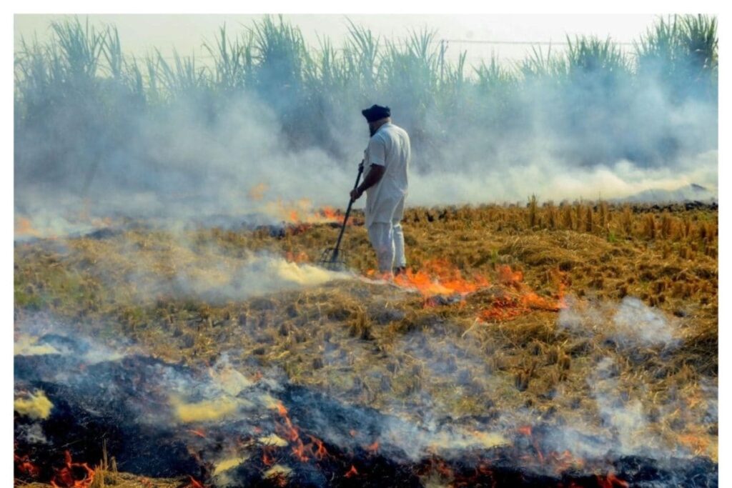 Stubble Burning in Punjab: NGT Seeks Answers About Paddy Straw Management on Farms