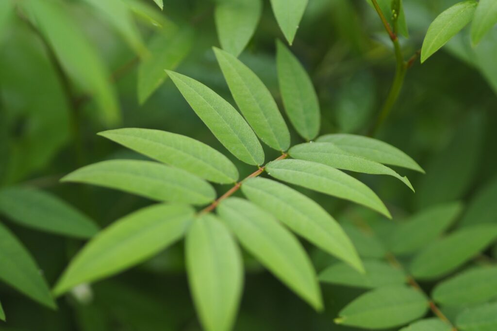Project One Tree: From Neem to Aloe Vera, 13 Indian Trees That Can Survive Any Weather