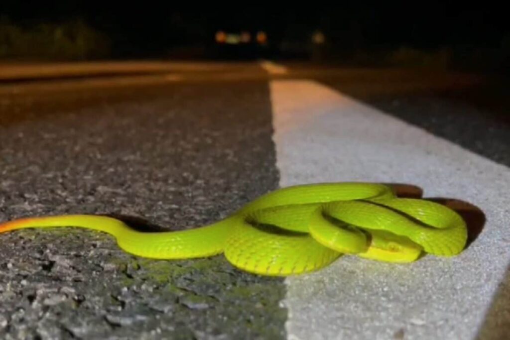 Salazar Pit Viper, Named After 'Harry Potter' Character, Found In Assam's Kaziranga National Park