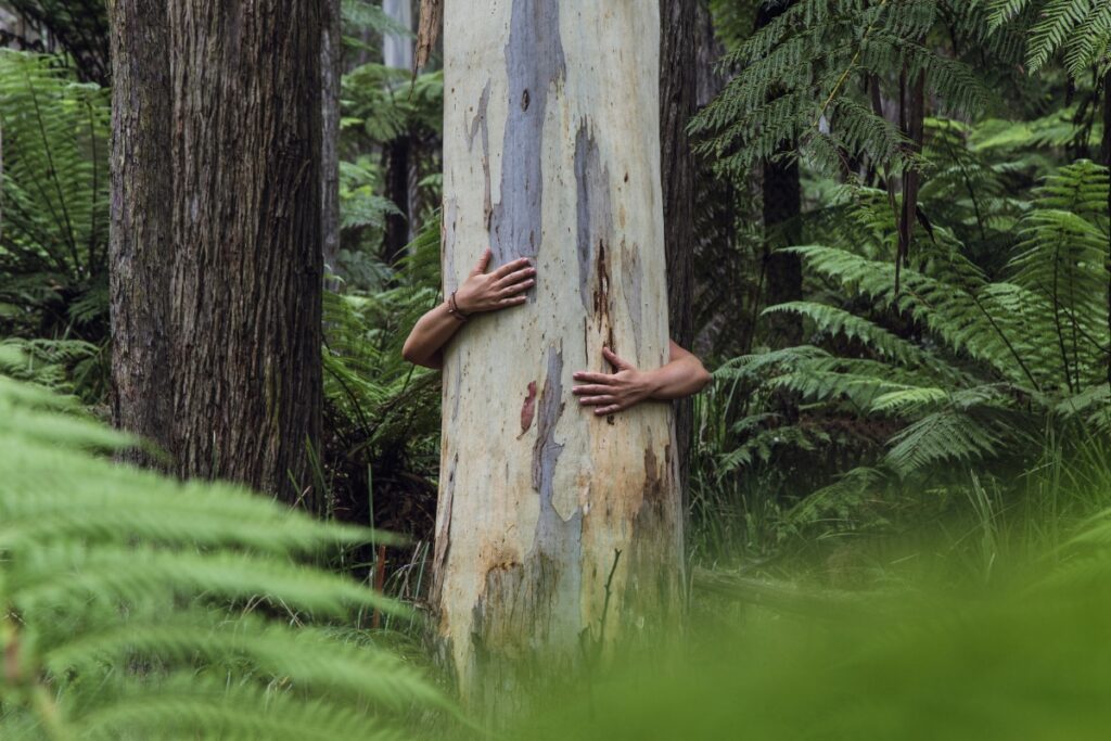 Project One Tree: From Mulch to Pruning, 10 Tips on Caring for Tree Health