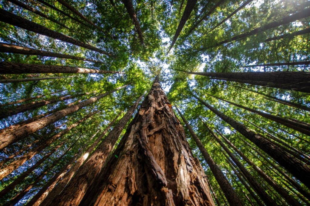 Project One Tree: What is Reforestation, How are Trees Replanted and How Can it Help Our Planet?