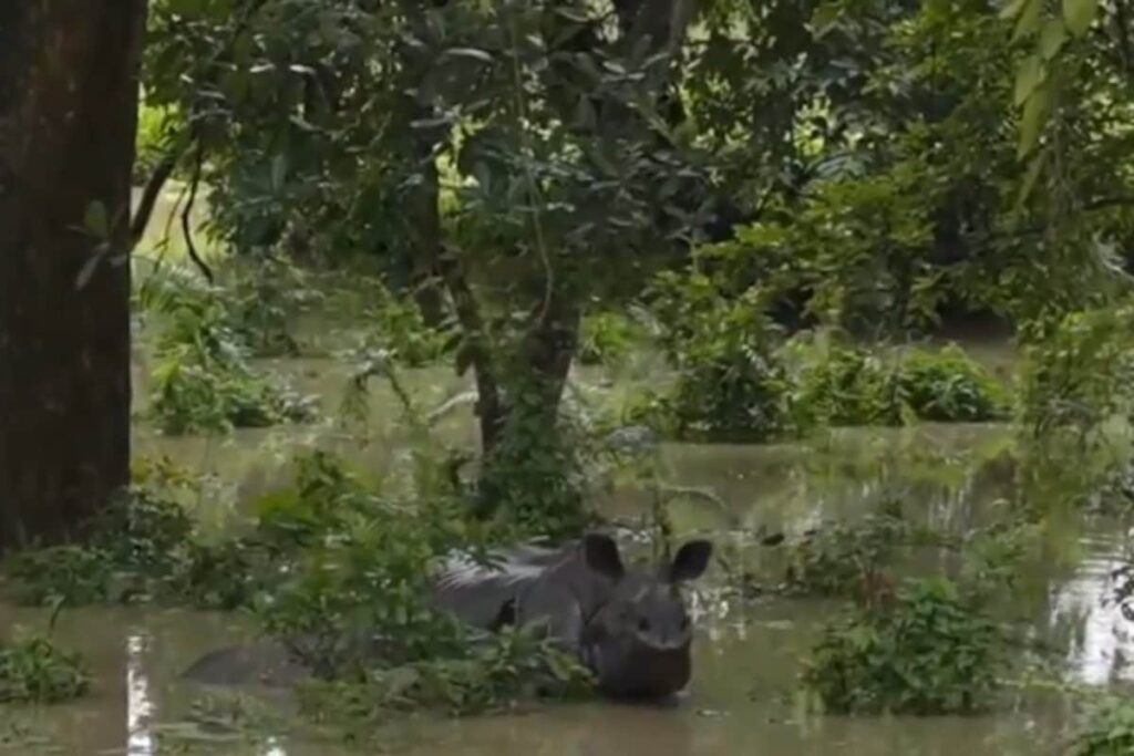 Assam Flood: 129 Wild Animals Dead In Kaziranga Park, CM Sarma Shares Video Of Stranded Rhino Calf