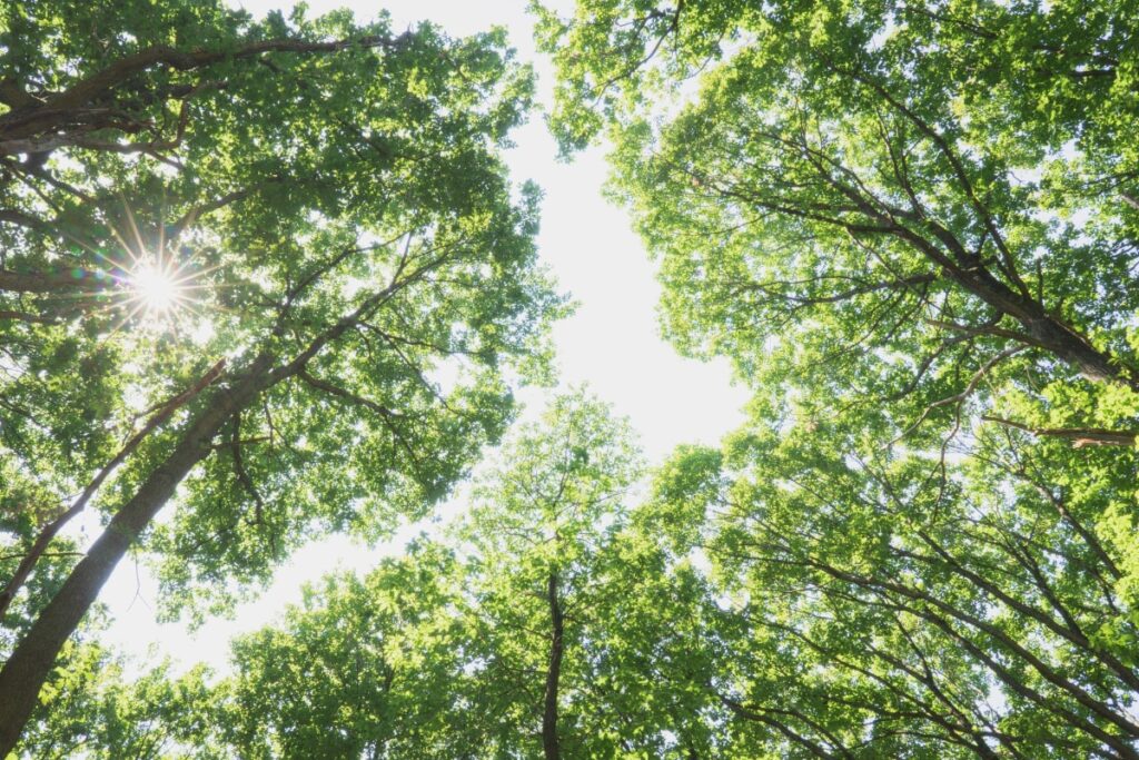 The Inherent Nature of Trees: 10 Things You Didn't Know About