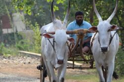 Alarming Spurt of Farmer Suicides in Maharashtra: 1,046 Cases Reported from January 1 to May 31