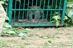 In Andhra Pradesh’s Nandyal, Leopards On The Loose Create Terror Among Locals
