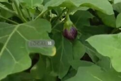 Telangana Farmer Switches From Growing Rice To Vegetables. Now Earns Rs 50,000 Monthly