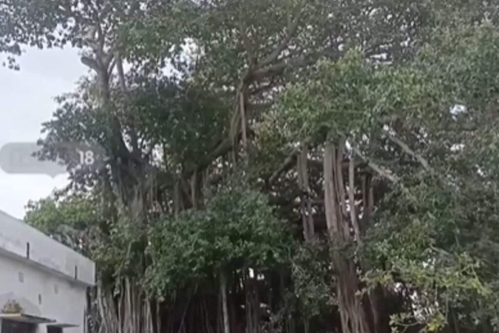 In Srikakulam, Banyan Tree Planted By Mahatma Gandhi In 1942 Still Thrives