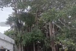 In Srikakulam, Banyan Tree Planted By Mahatma Gandhi In 1942 Still Thrives