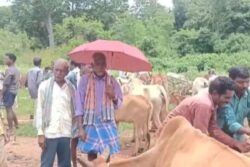 In Andhra Pradesh’s Lothugedda, Weekly Santha Markets Serve As Trading Hubs For Multiple Villages
