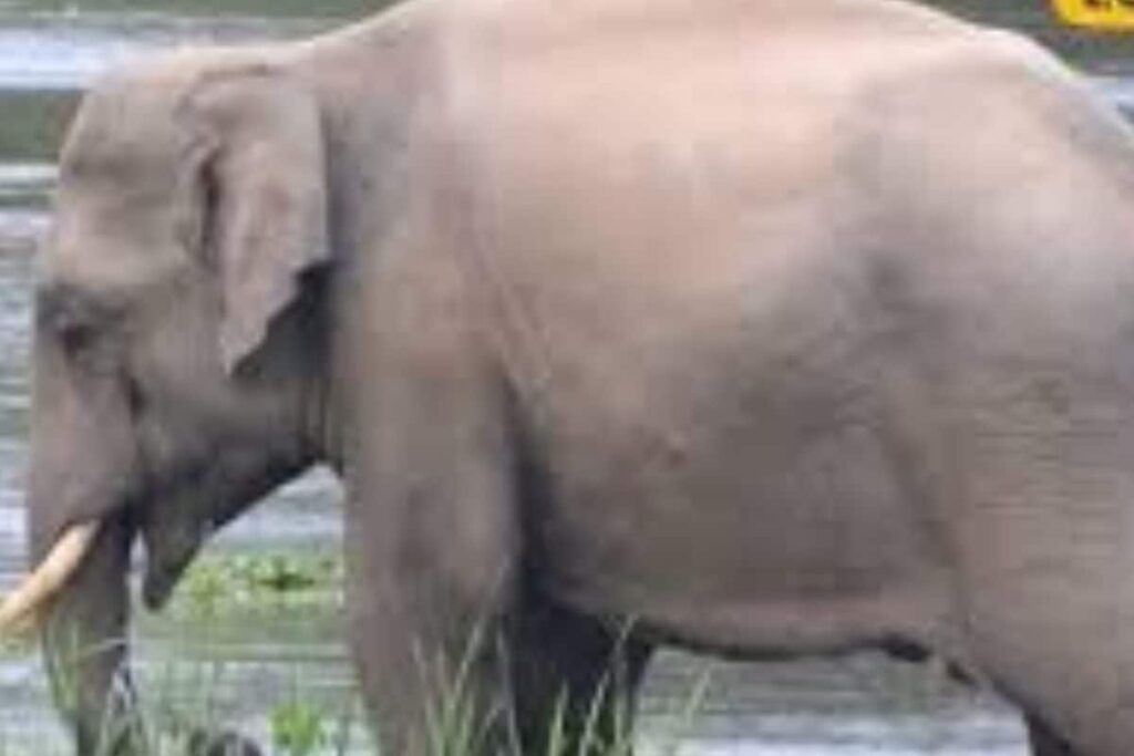 On Bengal’s Alipurduar Highway, Elephant's Playful Antics In Rain Brings Traffic To Halt
