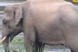 On Bengal’s Alipurduar Highway, Elephant's Playful Antics In Rain Brings Traffic To Halt