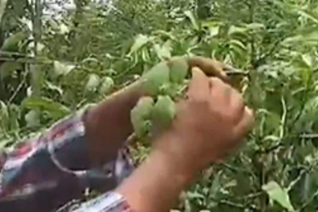In Uttara Kannada's Ashokavana Forest, 400 Different Medicinal Plants Thrive