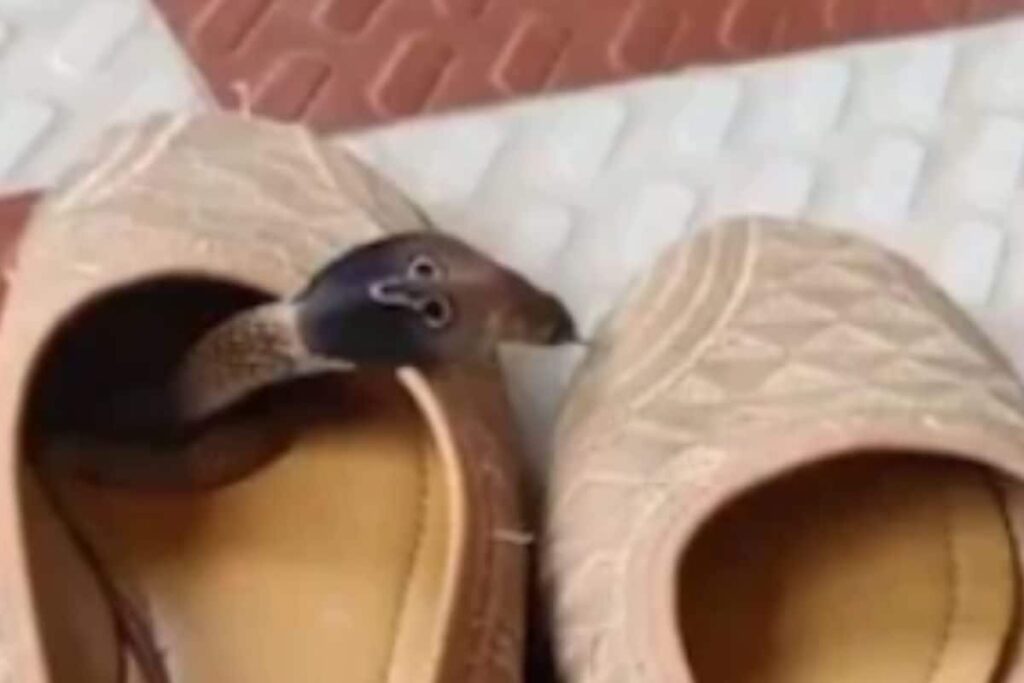 Viral Video Of Snake Hiding Inside Shoe Will Creep You Out