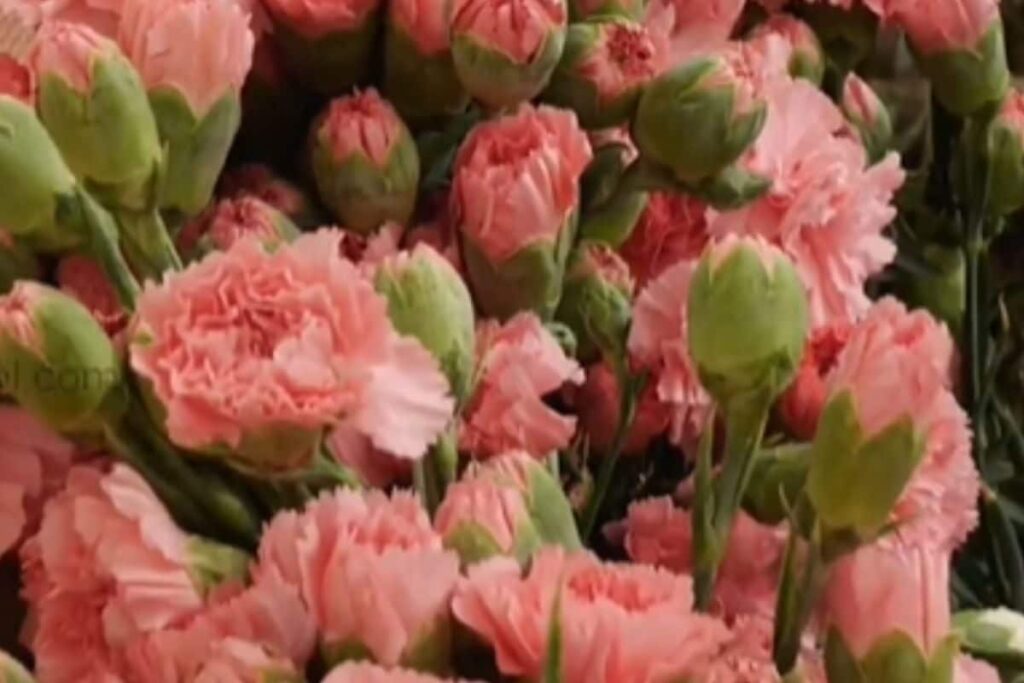 How Tamil Nadu’s Nilgiris Went Big With Carnation Cultivation