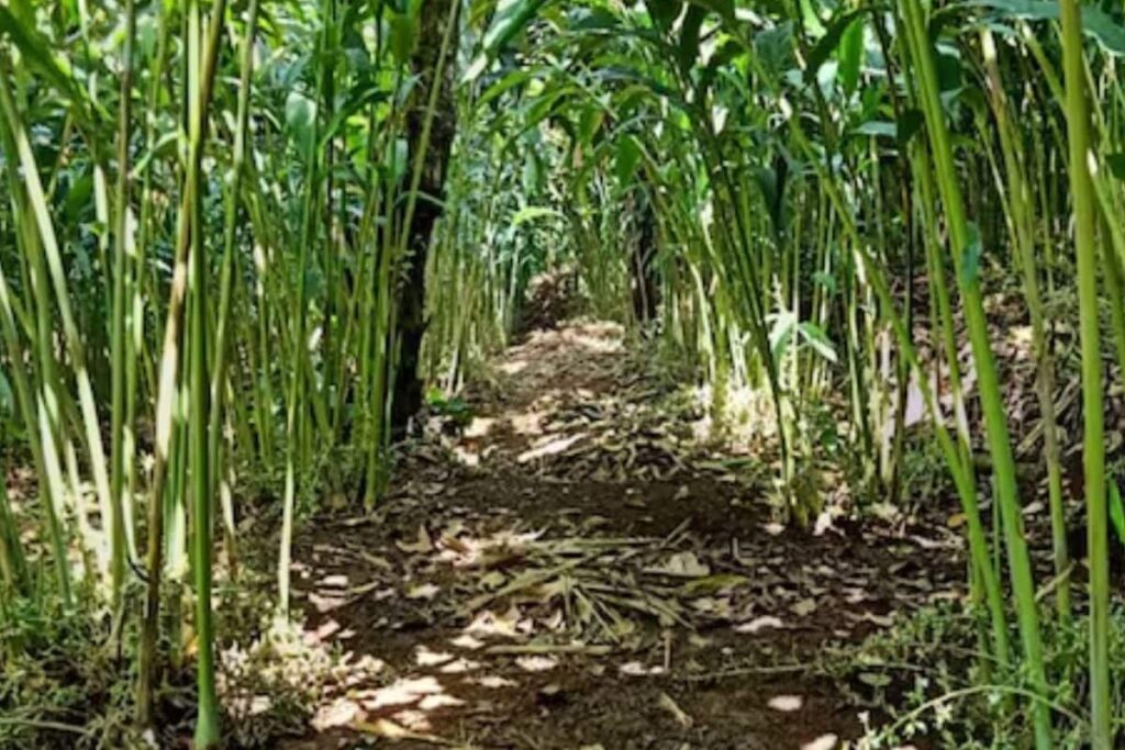Meet The Idukki Boy, Who Is Pioneering Organic Cardamom Farming