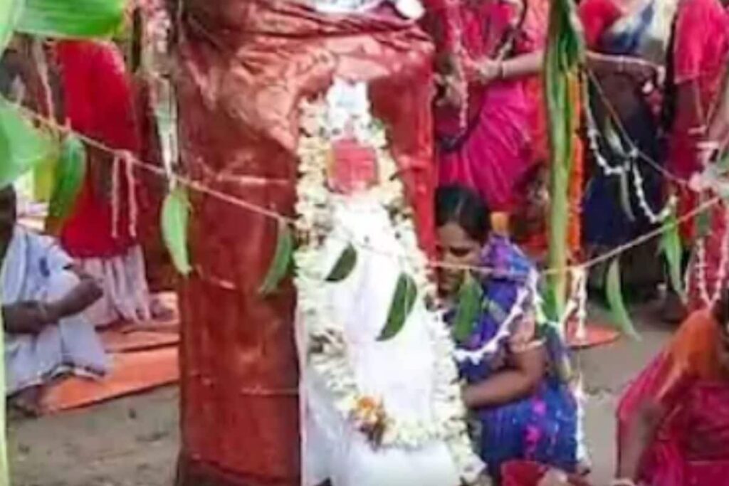 In West Bengal, Wedding Between Two Trees Conducted To Reduce Global Warming