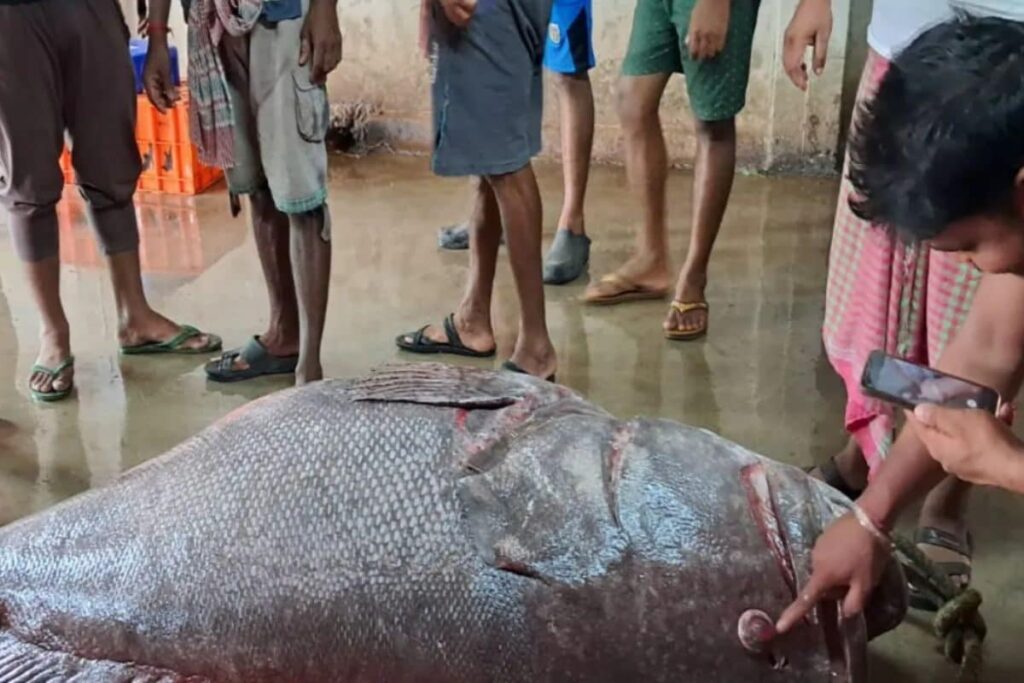 At West Bengal's Digha Auction Centre, A 200 Kg Fish Sold For Rs 51,000