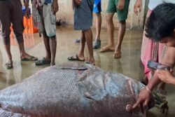 At West Bengal's Digha Auction Centre, A 200 Kg Fish Sold For Rs 51,000
